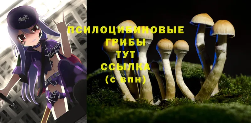 Галлюциногенные грибы Cubensis  Белово 